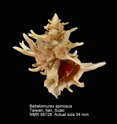Babelomurex spinosus (4).jpg - Babelomurex spinosus(Hirase,1908)